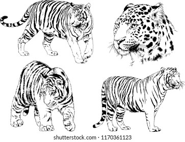 vector drawings sketches different predator , tigers lions cheetahs and leopards are drawn in ink by hand , objects with no background