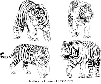 vector drawings sketches different predator , tigers lions cheetahs and leopards are drawn in ink by hand , objects with no background