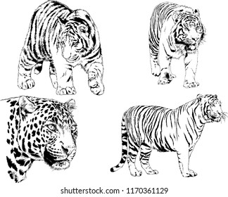 vector drawings sketches different predator , tigers lions cheetahs and leopards are drawn in ink by hand , objects with no background