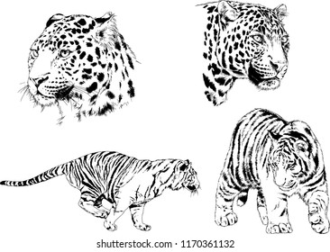vector drawings sketches different predator , tigers lions cheetahs and leopards are drawn in ink by hand , objects with no background