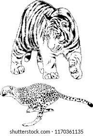 vector drawings sketches different predator , tigers lions cheetahs and leopards are drawn in ink by hand , objects with no background