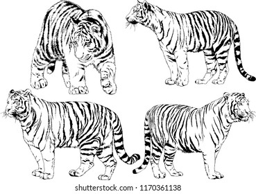 vector drawings sketches different predator , tigers lions cheetahs and leopards are drawn in ink by hand , objects with no background