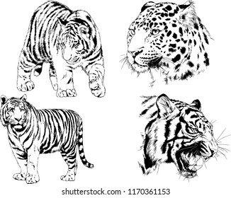 vector drawings sketches different predator , tigers lions cheetahs and leopards are drawn in ink by hand , objects with no background