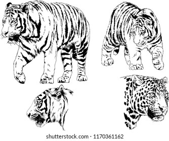 vector drawings sketches different predator , tigers lions cheetahs and leopards are drawn in ink by hand , objects with no background