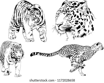 vector drawings sketches different predator , tigers lions cheetahs and leopards are drawn in ink by hand , objects with no background