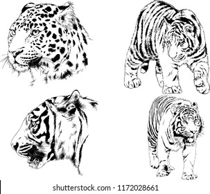 vector drawings sketches different predator , tigers lions cheetahs and leopards are drawn in ink by hand , objects with no background