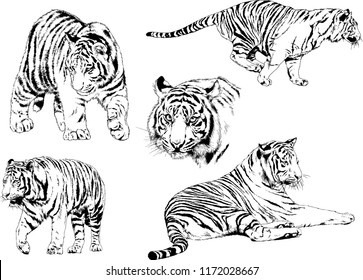 vector drawings sketches different predator , tigers lions cheetahs and leopards are drawn in ink by hand , objects with no background