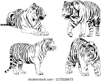vector drawings sketches different predator , tigers lions cheetahs and leopards are drawn in ink by hand , objects with no background