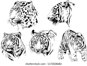 vector drawings sketches different predator , tigers lions cheetahs and leopards are drawn in ink by hand , objects with no background