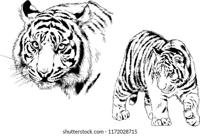 vector drawings sketches different predator , tigers lions cheetahs and leopards are drawn in ink by hand , objects with no background