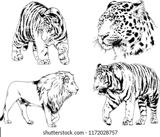 vector drawings sketches different predator , tigers lions cheetahs and leopards are drawn in ink by hand , objects with no background