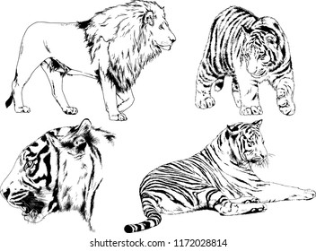 vector drawings sketches different predator , tigers lions cheetahs and leopards are drawn in ink by hand , objects with no background