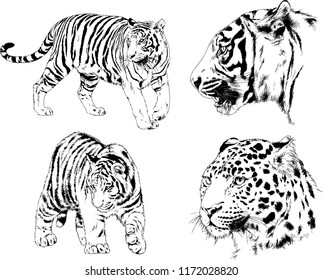 vector drawings sketches different predator , tigers lions cheetahs and leopards are drawn in ink by hand , objects with no background