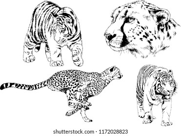 vector drawings sketches different predator , tigers lions cheetahs and leopards are drawn in ink by hand , objects with no background