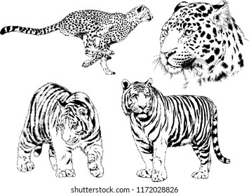 vector drawings sketches different predator , tigers lions cheetahs and leopards are drawn in ink by hand , objects with no background