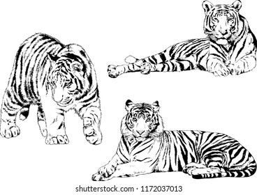 vector drawings sketches different predator , tigers lions cheetahs and leopards are drawn in ink by hand , objects with no background