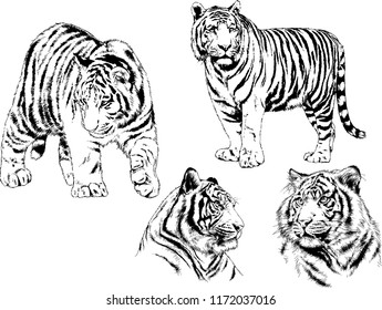 vector drawings sketches different predator , tigers lions cheetahs and leopards are drawn in ink by hand , objects with no background