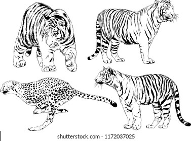 vector drawings sketches different predator , tigers lions cheetahs and leopards are drawn in ink by hand , objects with no background