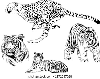 vector drawings sketches different predator , tigers lions cheetahs and leopards are drawn in ink by hand , objects with no background