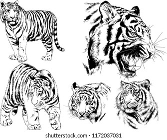 vector drawings sketches different predator , tigers lions cheetahs and leopards are drawn in ink by hand , objects with no background