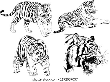 vector drawings sketches different predator , tigers lions cheetahs and leopards are drawn in ink by hand , objects with no background