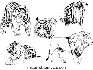 vector drawings sketches different predator , tigers lions cheetahs and leopards are drawn in ink by hand , objects with no background