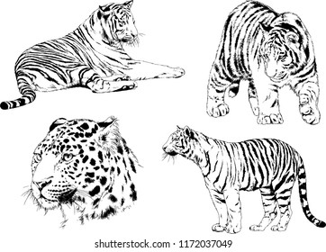 vector drawings sketches different predator , tigers lions cheetahs and leopards are drawn in ink by hand , objects with no background