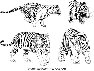 vector drawings sketches different predator , tigers lions cheetahs and leopards are drawn in ink by hand , objects with no background