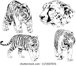 vector drawings sketches different predator , tigers lions cheetahs and leopards are drawn in ink by hand , objects with no background