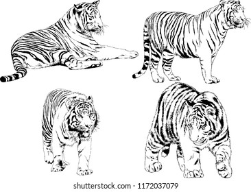 vector drawings sketches different predator , tigers lions cheetahs and leopards are drawn in ink by hand , objects with no background