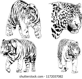 vector drawings sketches different predator , tigers lions cheetahs and leopards are drawn in ink by hand , objects with no background
