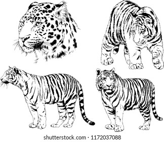vector drawings sketches different predator , tigers lions cheetahs and leopards are drawn in ink by hand , objects with no background