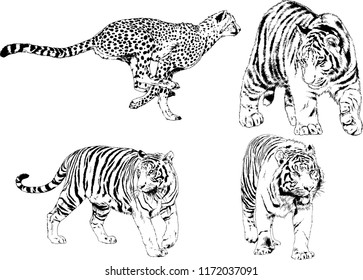 vector drawings sketches different predator , tigers lions cheetahs and leopards are drawn in ink by hand , objects with no background