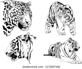 vector drawings sketches different predator , tigers lions cheetahs and leopards are drawn in ink by hand , objects with no background