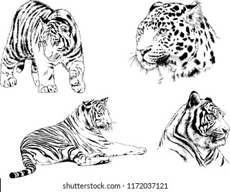 vector drawings sketches different predator , tigers lions cheetahs and leopards are drawn in ink by hand , objects with no background