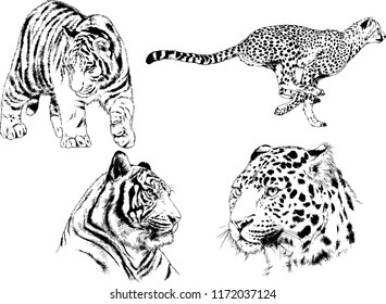 vector drawings sketches different predator , tigers lions cheetahs and leopards are drawn in ink by hand , objects with no background