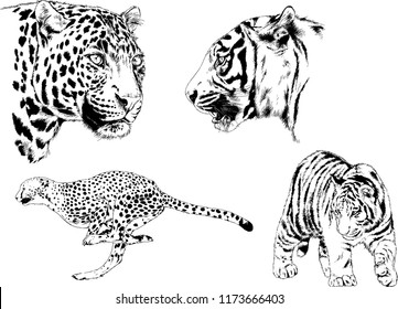 vector drawings sketches different predator , tigers lions cheetahs and leopards are drawn in ink by hand , objects with no background