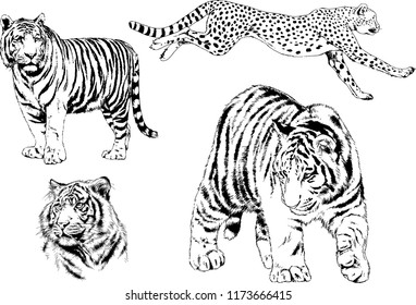 vector drawings sketches different predator , tigers lions cheetahs and leopards are drawn in ink by hand , objects with no background