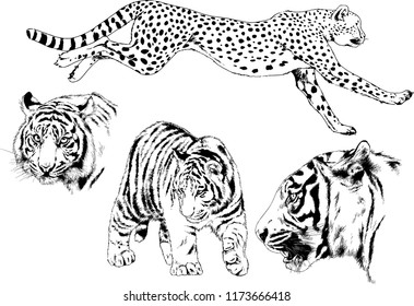 vector drawings sketches different predator , tigers lions cheetahs and leopards are drawn in ink by hand , objects with no background