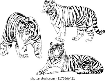 vector drawings sketches different predator , tigers lions cheetahs and leopards are drawn in ink by hand , objects with no background