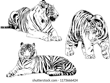 vector drawings sketches different predator , tigers lions cheetahs and leopards are drawn in ink by hand , objects with no background