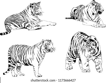 vector drawings sketches different predator , tigers lions cheetahs and leopards are drawn in ink by hand , objects with no background