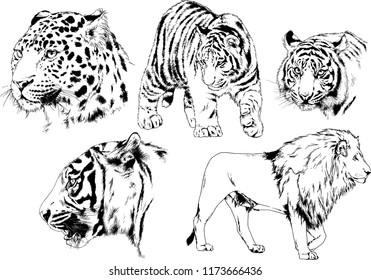 vector drawings sketches different predator , tigers lions cheetahs and leopards are drawn in ink by hand , objects with no background