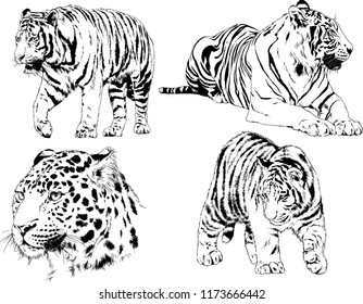 vector drawings sketches different predator , tigers lions cheetahs and leopards are drawn in ink by hand , objects with no background