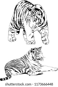 vector drawings sketches different predator , tigers lions cheetahs and leopards are drawn in ink by hand , objects with no background