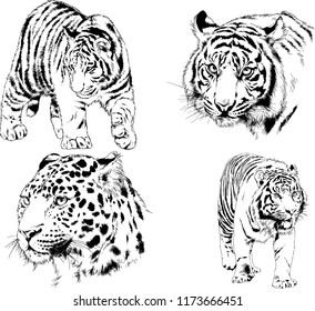 vector drawings sketches different predator , tigers lions cheetahs and leopards are drawn in ink by hand , objects with no background