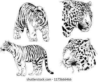 vector drawings sketches different predator , tigers lions cheetahs and leopards are drawn in ink by hand , objects with no background