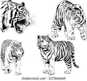 vector drawings sketches different predator , tigers lions cheetahs and leopards are drawn in ink by hand , objects with no background