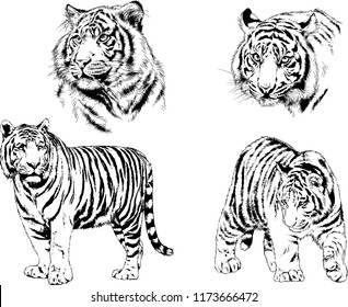 vector drawings sketches different predator , tigers lions cheetahs and leopards are drawn in ink by hand , objects with no background