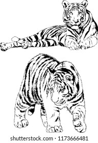 vector drawings sketches different predator , tigers lions cheetahs and leopards are drawn in ink by hand , objects with no background